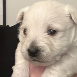 Boy 3 - White West Highland White Terrier puppy in Hurricane, Utah from CC Leslie’s Westie’s