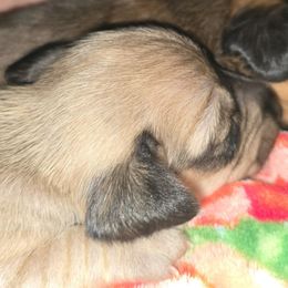 Ruffy - Cream male Dachshund puppy in Beaumont, California from Santa Rita Doxies