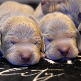 Puppy Boy - Silver gray male Weimaraner puppy in New Hartford, New York from Platinum Weimaraners