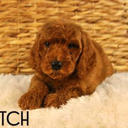 Scotch - Red  male Goldendoodle puppy in Casa Grande, Arizona from AzDoodle Dandies