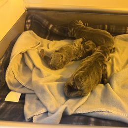 French Bulldog Puppies from Fontana Frenchies