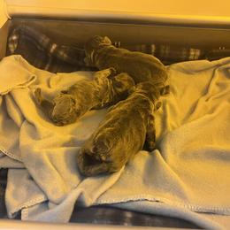 French Bulldog Puppies from Fontana Frenchies