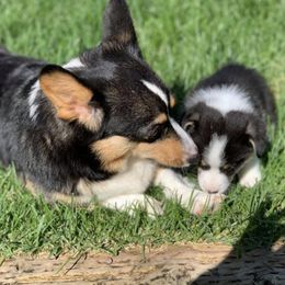 American Corgis, Cardigan Welsh Corgis, Dachshunds, and Pembroke Welsh Corgis from Dream Giver Corgis