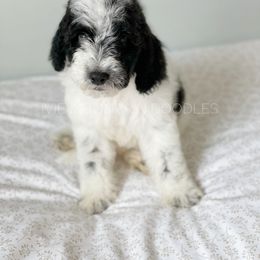 Goldendoodle Puppies from Ivie Mountain Doodles