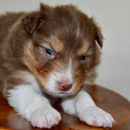 Male 5 - Red tri-color male Australian Shepherd puppy in Hamilton, New Jersey from Birch Haus