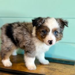 Dean - Blue merle male Toy Australian Shepherd puppy in Science Hill, Kentucky from Southern Paws Kennels