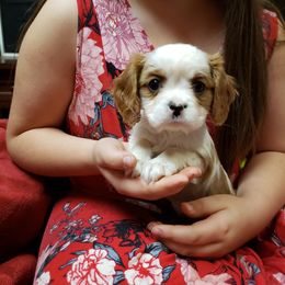 Cavalier King Charles Spaniel Puppies from Heritage Garden Cavaliers