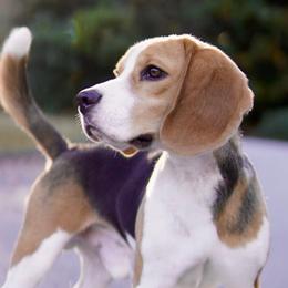 Beagles and Whippets from Sinaj