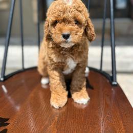 Hershey - Red male Assorted Doodle Crosses puppy in Lyman, Wyoming from Backcountry Doodles