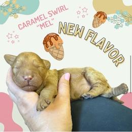 Mel - (Caramel Swirl) - Red female Bordoodle puppy in Canfield, Ohio from Poo's Doo's & Inu's