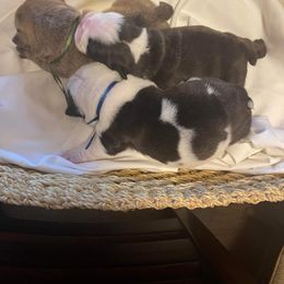 Bulldog Puppies from Sanford and Son Bulldogs