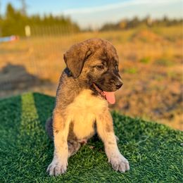4D Backup Plan (Yellow) - Brindle male Anatolian Shepherd Dog puppy in Spokane, Washington from 4D Cattle Dogs