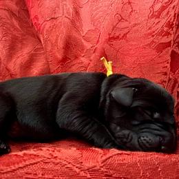 Yellow Collar aka Codagh - Black male Labrador Retriever puppy in Alvin, Texas from Red Retrievers