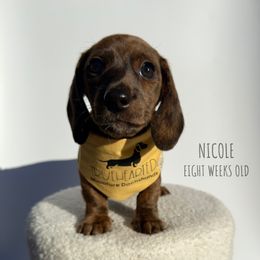 Nicole - Brindle female Dachshund puppy in Royse City, Texas from Truehearted Miniature Dachshunds