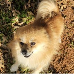 Pomeranians from Keyz Pomeranians