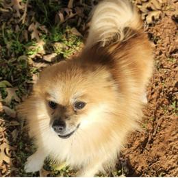 Pomeranians from Keyz Pomeranians
