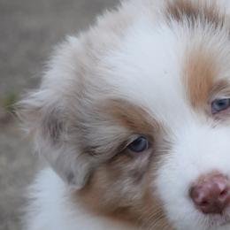 Australian Shepherds from Bon Temps Ranch