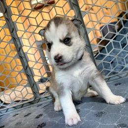 Hero - Black tan and white male Siberian Husky puppy in Avoca, Michigan from Repurposed Paradise Farm