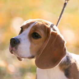 Beagle All Grown Up from Joyful Noise Beagles