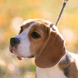 Beagle All Grown Up from Joyful Noise Beagles