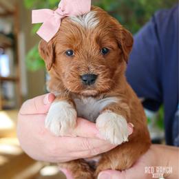 Cinema - Red  female Goldendoodle puppy in Salado, Texas from Red Ranch Dogs