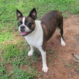 Cindy - Boston Terrier