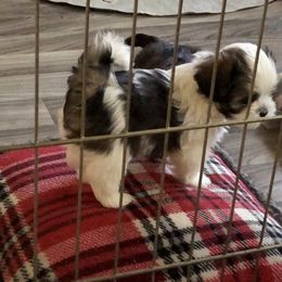 Lhasa Apso puppies from Anderson Lhasa Apsos