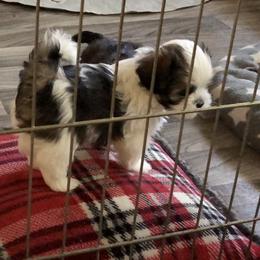 Lhasa Apso puppies from Anderson Lhasa Apsos