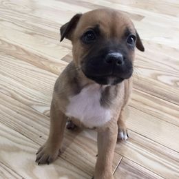 French Bulldog and Staffordshire Bull Terrier Puppies from Sincerity