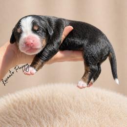 Leia - Tri-color female Bernese Mountain Dog puppy in Lecanto, Florida from Lecanto Puppy