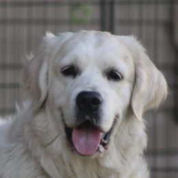 Holly - Golden Retriever
