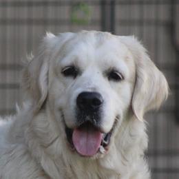 Holly - Golden Retriever