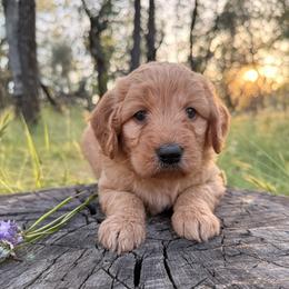 Elena - Apricot female Goldendoodle puppy in Redding, California from O’Hara  Doodles