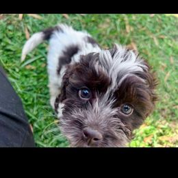Star with training - Brown and white female Cockapoo puppy in Boonville, North Carolina from Doods & Dolls