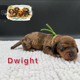 Dwight - Dapple male Dachshund puppy in Sulphur Springs, Texas from Waggin Beach Paradise Doxies