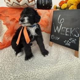 Blue - Black and white male Sheepadoodle puppy in Whittier, California from HOUSE OF DOODLES