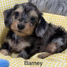 Barney - Dapple male Dachshund puppy in Cabool, Missouri from Dachshund's of Country Magic Farms in Missouri
