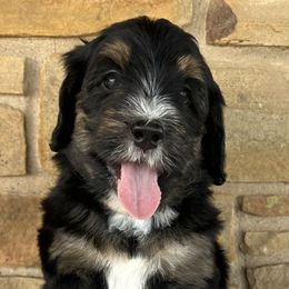Peggy Sue - Tri-color female Bernedoodle puppy in San Saba, Texas from Bluemoon Bernedoodles