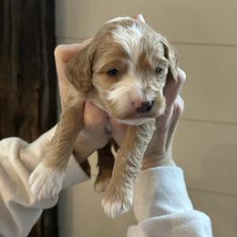 Odie - Buff and white male Cockapoo puppy in Strasburg, Pennsylvania from Dana's Domain Cockapoos