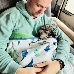 Great Dane Puppies from Old Orchard Danes