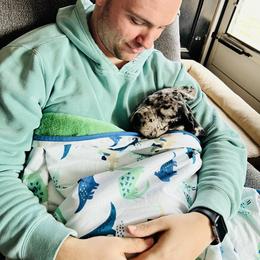 Great Dane Puppies from Old Orchard Danes