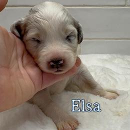 Elsa - Blue merle female Australian Shepherd puppy in Zephyrhills, Florida from Highland Shelties & Aussies