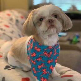 Persia - Shih Tzu