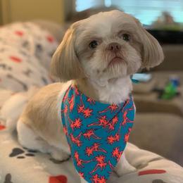 Persia - Shih Tzu