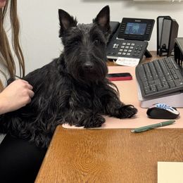 Badger - Scottish Terrier