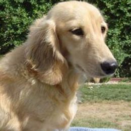 Dachshunds from High Desert Doxies