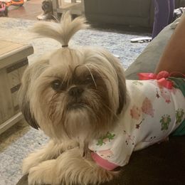 Coco - Shih Tzu