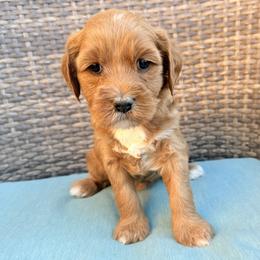 Nancy - Apricot female Goldendoodle puppy in Twin Falls, Idaho from Magic Valley Family Doodles