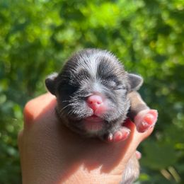 Sorrel - Fawn sable female Pekingese puppy in Marshall, North Carolina from Wild Flower Pekingese