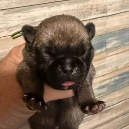 Moose (green) - Fawn male Pug puppy in Hereford, Arizona from Broken Road Ranch Pugs